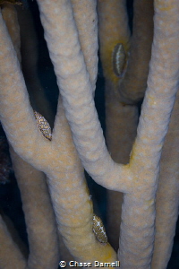 "Party for Three"
Two Fingerprints and a Flamingo Tongue... by Chase Darnell 
